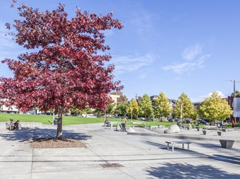 Beautiful Surrounding at Ballard Lofts, 6450 24th Avenue, WA 98107